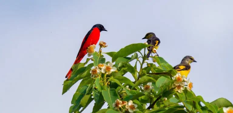 10 Best Bird Watching Destinations in Nepal | A Complete Birding Guide